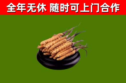 信宜烟酒回收冬虫夏草.jpg